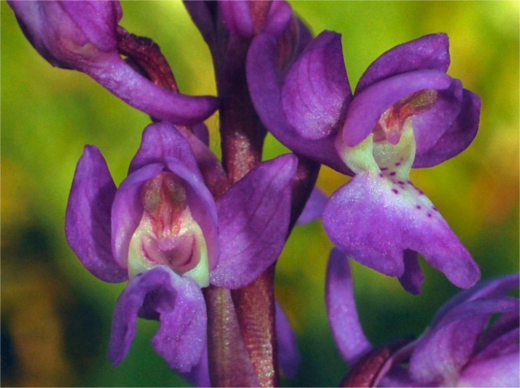 Orchis tenera (= Orchis mascula)